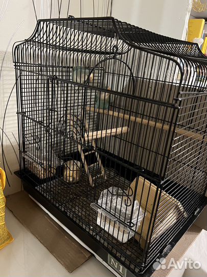 Попугай неразлучники с клеткой