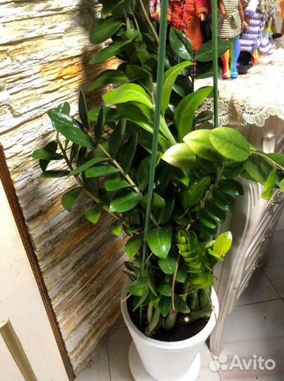 Замиокулькас долларовое дерево