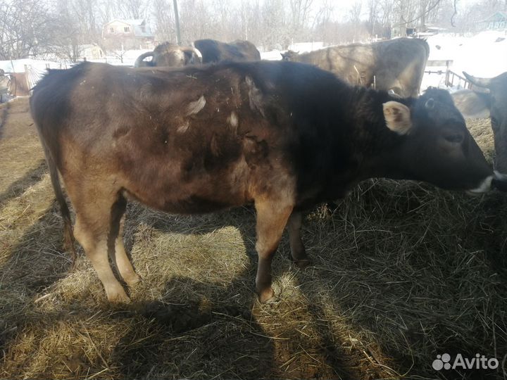 Телки стельные, швицкой породы