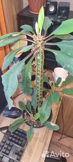 Молочай разных размеров