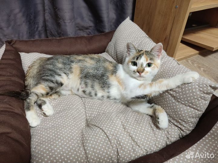 Кошечка в добрые руки