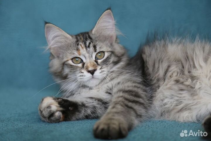 Сибирский котенок Булочка