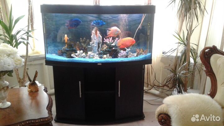 Шикарные северумы Рэд Перл 20см