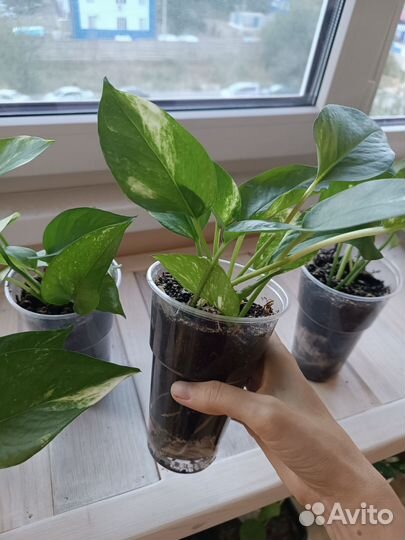 Эпипремнум Золотистый. Отводки