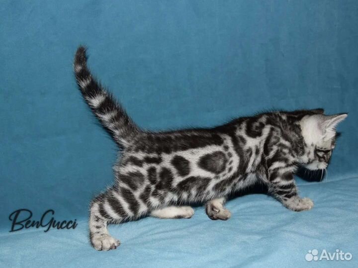 Бенгальский мальчик серебро