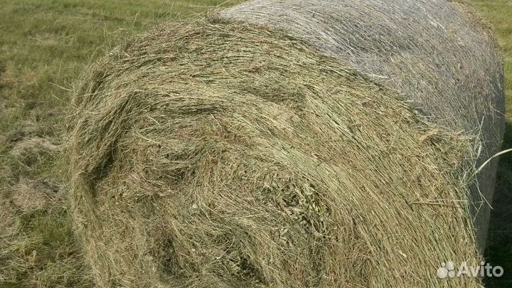 Сено в рулонах 2023