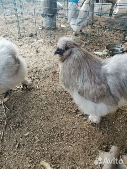 Петух Китайский шёлковый