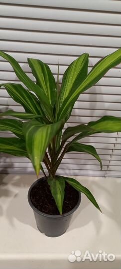 Кордилина киви