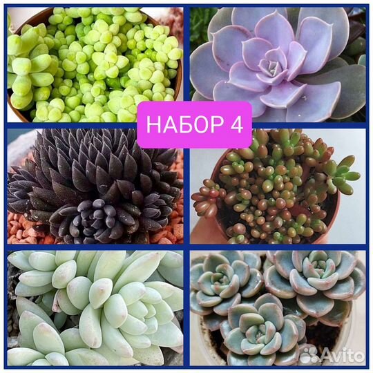 Суккуленты укорененные детки