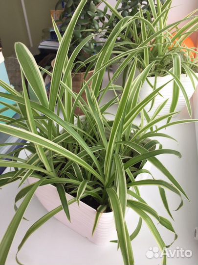 Хлорофитум