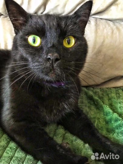 Добрый котик в хорошие руки