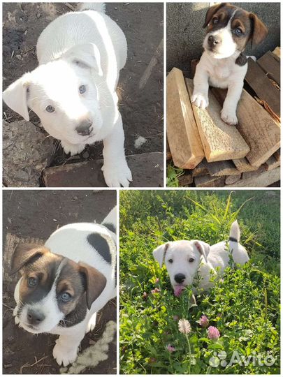 Дрт щеночки мальчики