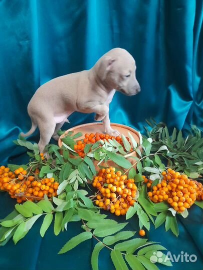 Щенки левретки