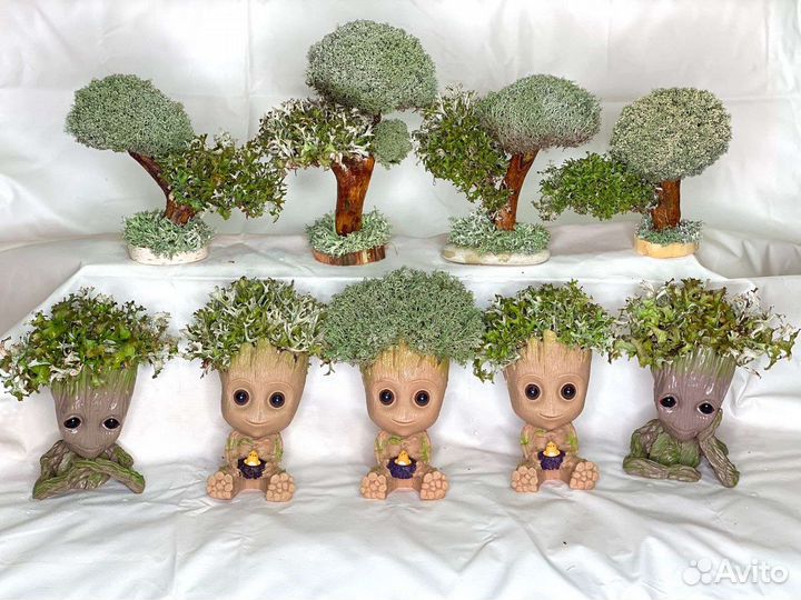 Груты и деревья из цетрарии