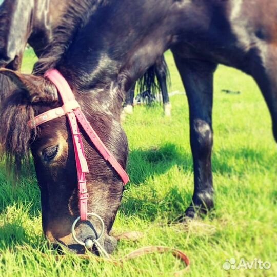 Конные прогулки и фотосессии