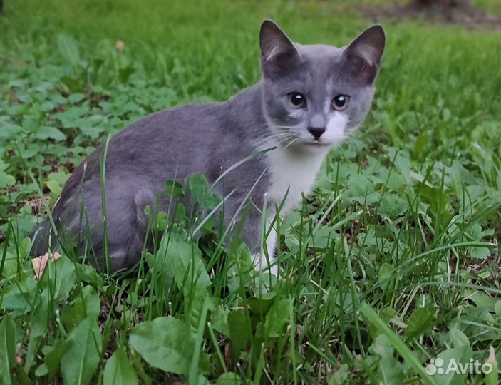 Дымчатый котик в добрые руки