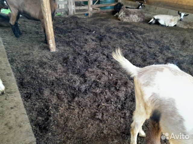 Навоз козий бесплатно купить в Коломне | Товары для дома и дачи | Авито