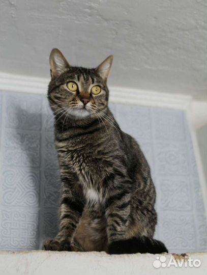 Красотка Николь (из приюта)