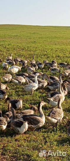 Гуси. Индюки. Утки