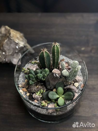 Флорариум с кактусами, суккулентами и кристаллами