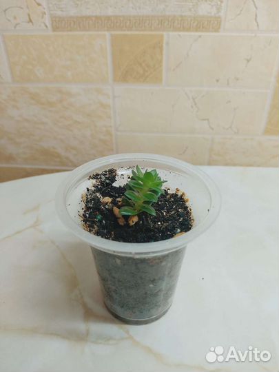 Хатиора/Крестовник/Крассула/Хавортия/Алоэ Пёстрое