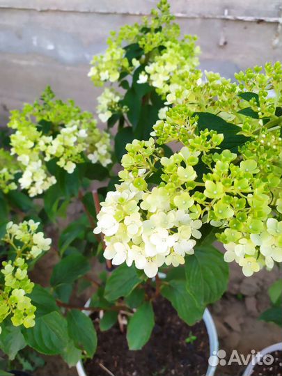 Гортензия саженцы