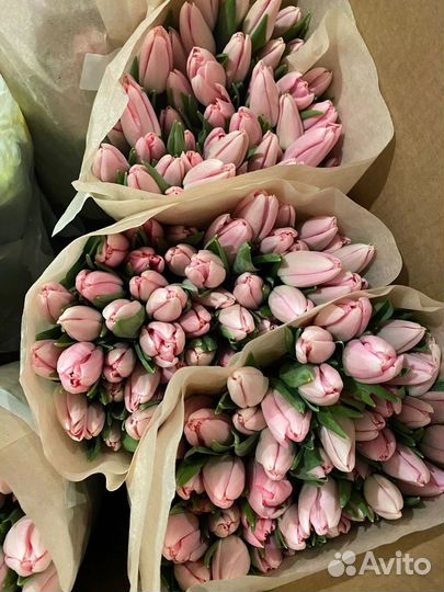 Тюльпаны свои теплицы оптом