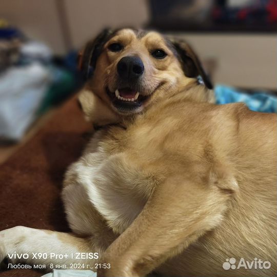 Собака Кекс охранник