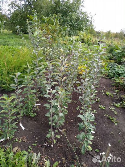 Саженцы яблони современные сорта