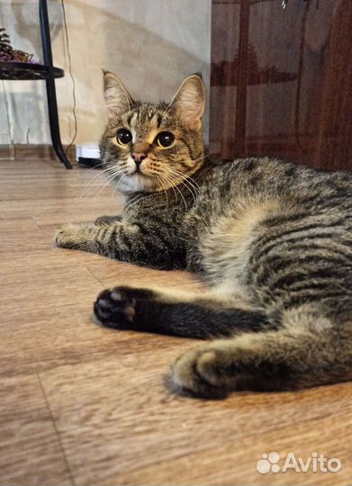 Особенный котик в добрые руки