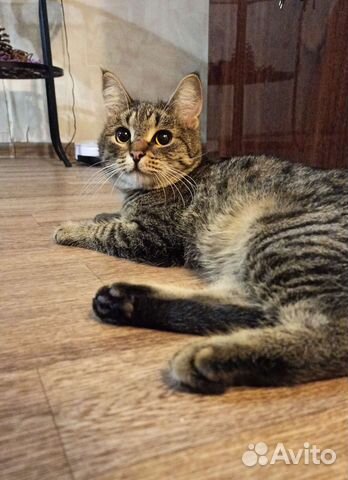 Особенный котик в добрые руки