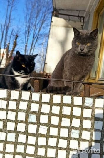 Коты в добрые руки