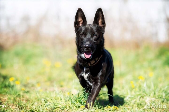 Маленькая собака в добрые руки