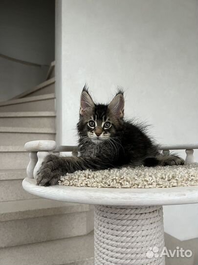 Мейн-кун-полидакт