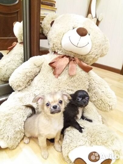 Чихуахуа породные курносые