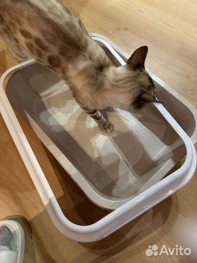 Лоток для кошек с бортами