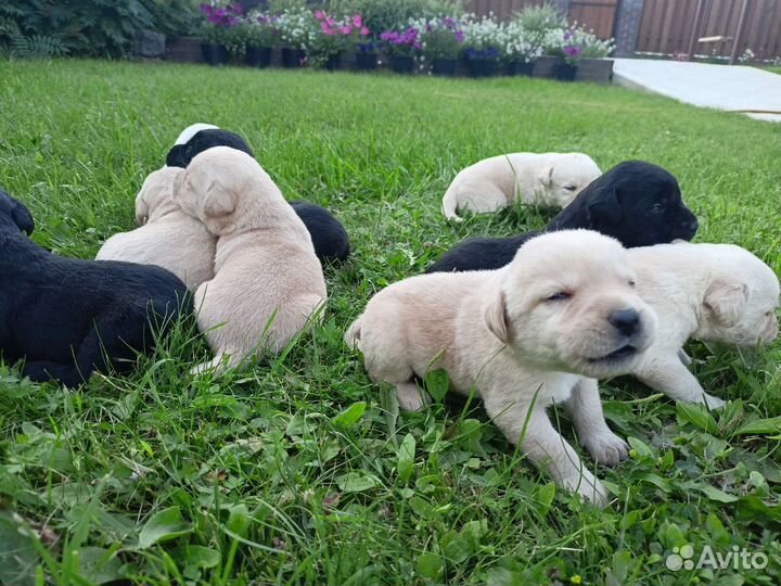 Щенки лабрадора