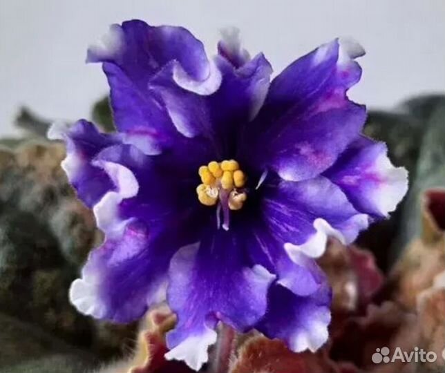 Фиалка сортовая