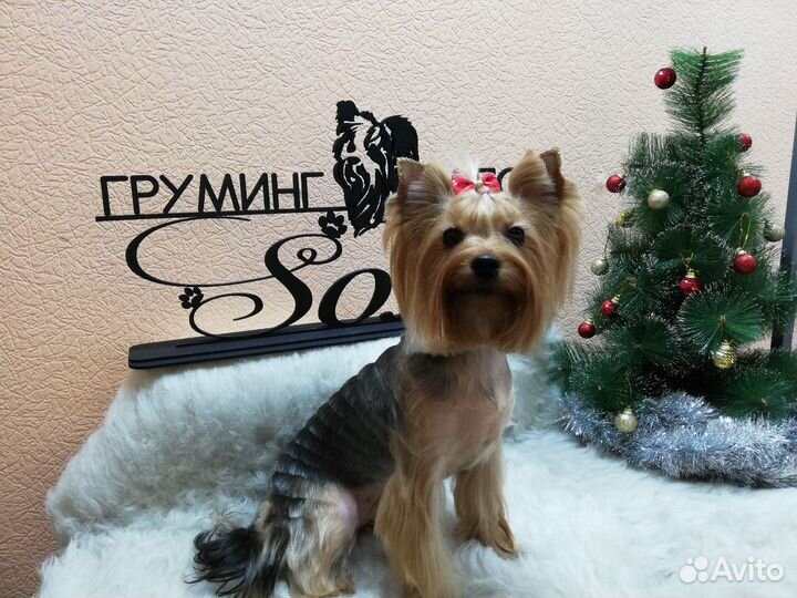 Стрижка собак