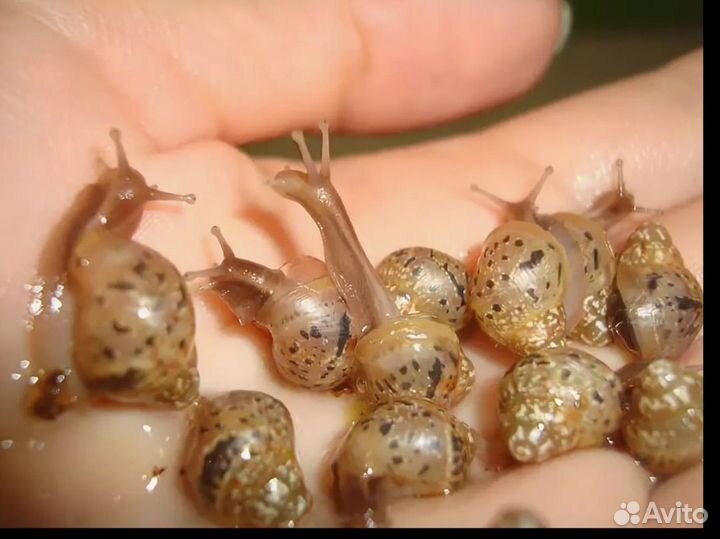 Улитка Ахатин