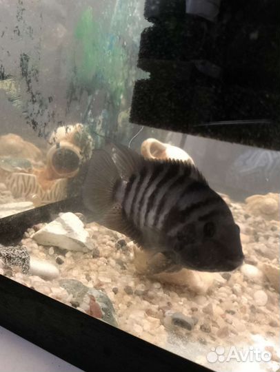 Аквариумные рыбки отдам бесплатно