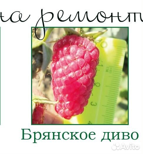 Саженцы плодово ягодных культур