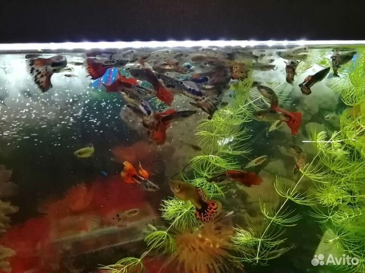 Рыбки гуппи. Роголистник. Сомики анциструсы
