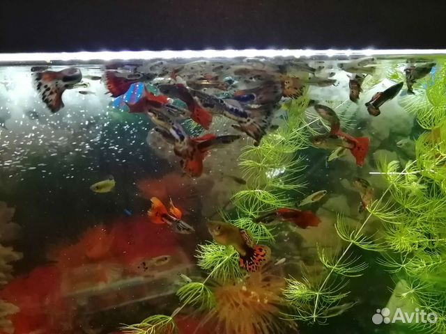 Рыбки гуппи. Роголистник. Сомики анциструсы