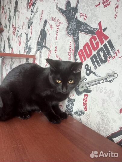 Котенок (девочка)