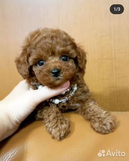 Мальтипу девочка