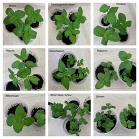 Мята садовая сортовая, 57 сортов