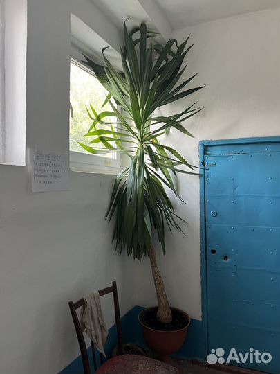 Пальма юкка