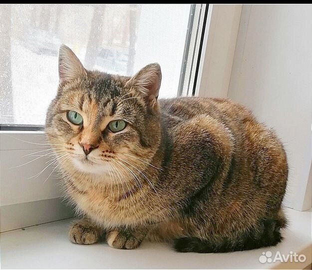 Кошечка в добрые руки