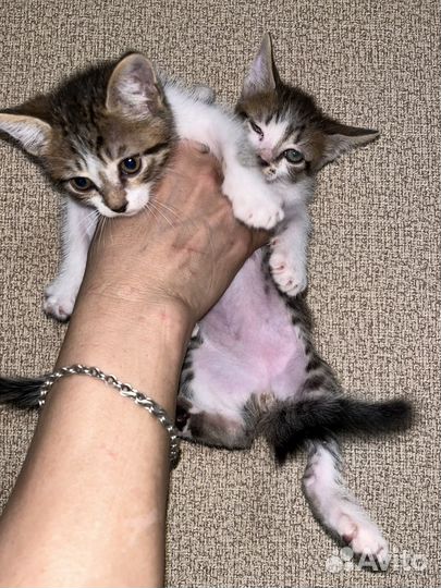 Котятки ищут дом